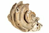 Pliocene Aged, Fossil Gastropod With Barnacles - Virginia #189548-1